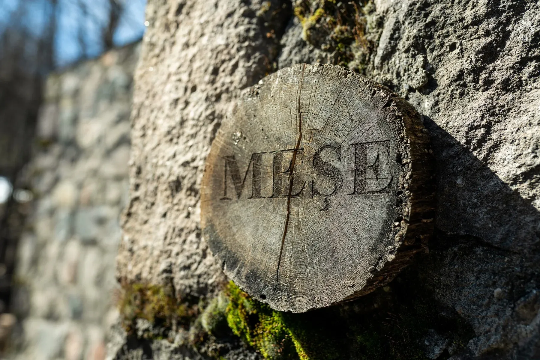 Meşe 1